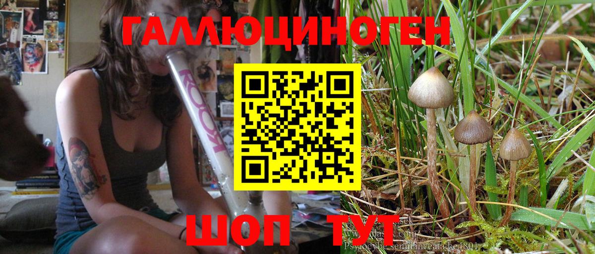 Галлюциногенные грибы Psilocybe Тосно